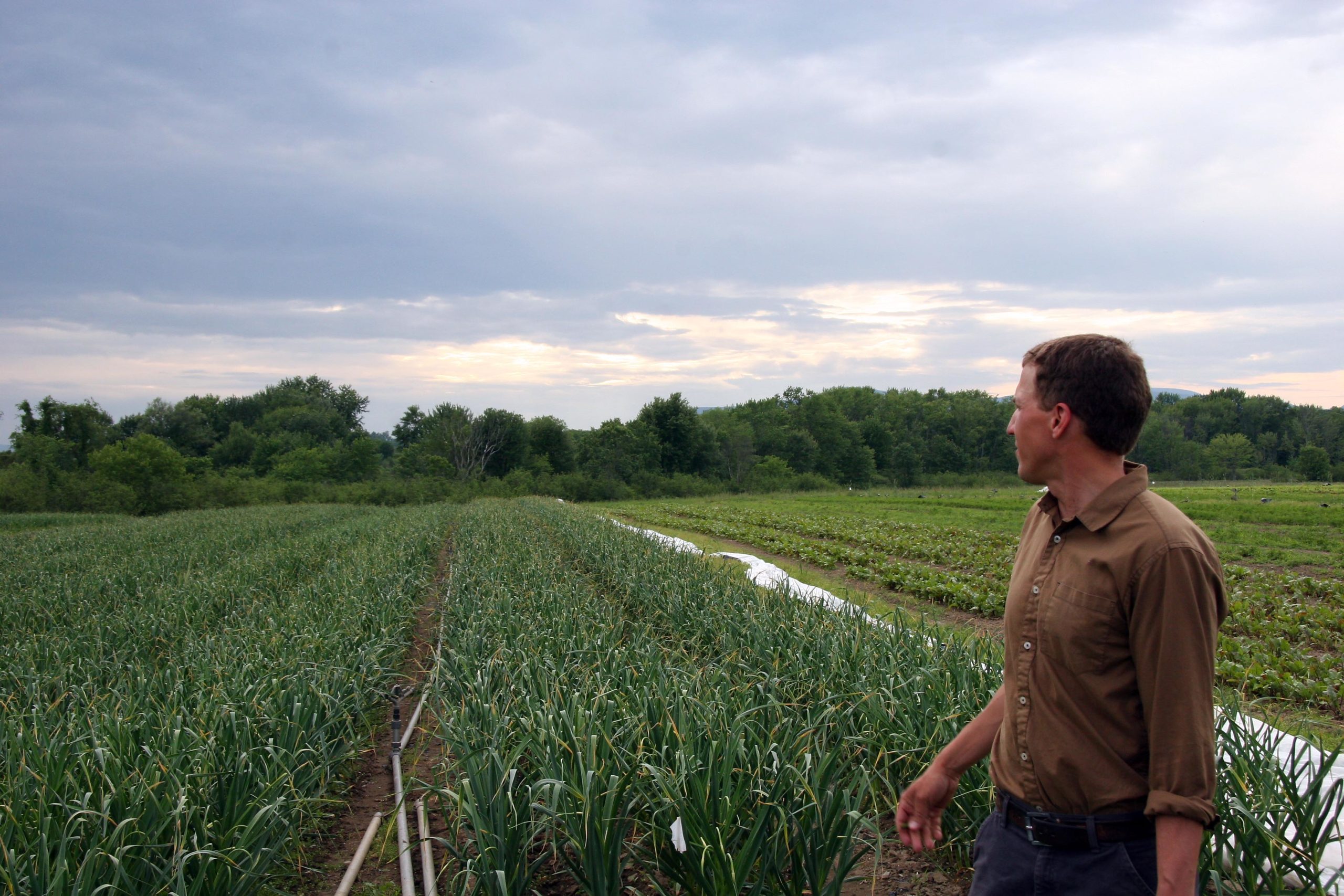 Ben Shute looking out over garlic fields