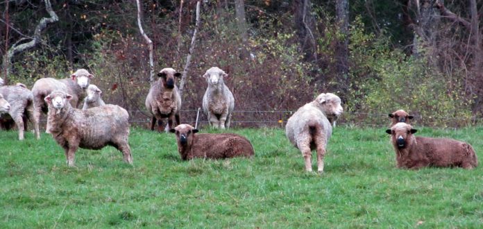 Morehouse Farm