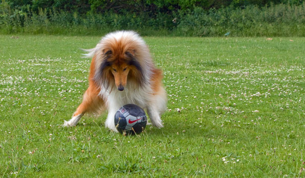 DogPark6-19