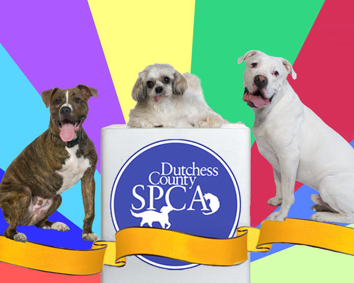 DCSPCA