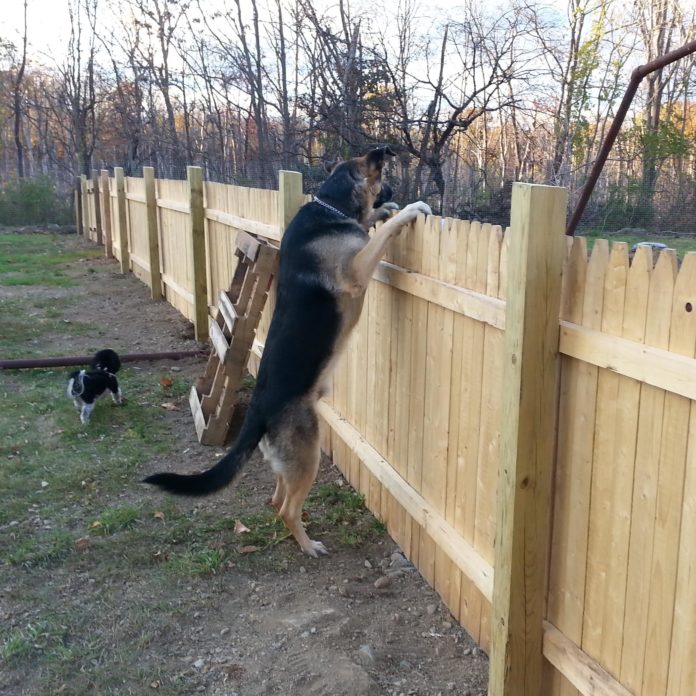 Dog_Park