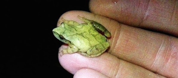 Big_Night_Spring Peeper_Elizabeth_Bryant