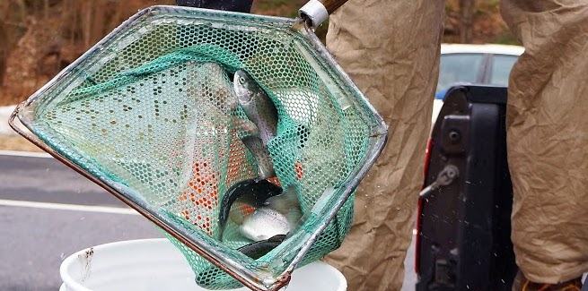 Rhinebeck_Fish_Stocking_Elizabeth_Bryant