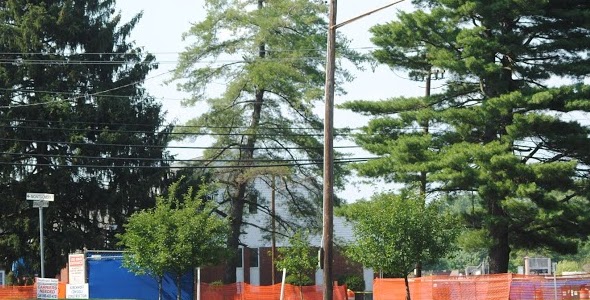 Rbk_NDH_tree_cutting