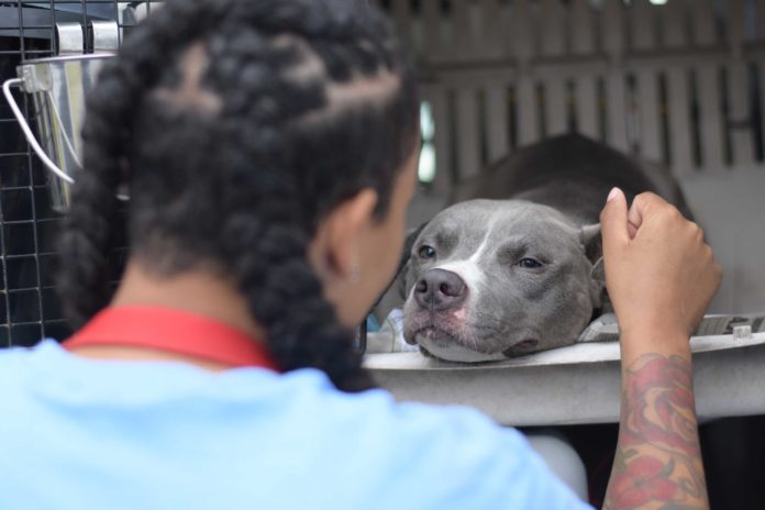 Girl petting dog - DCSPCA