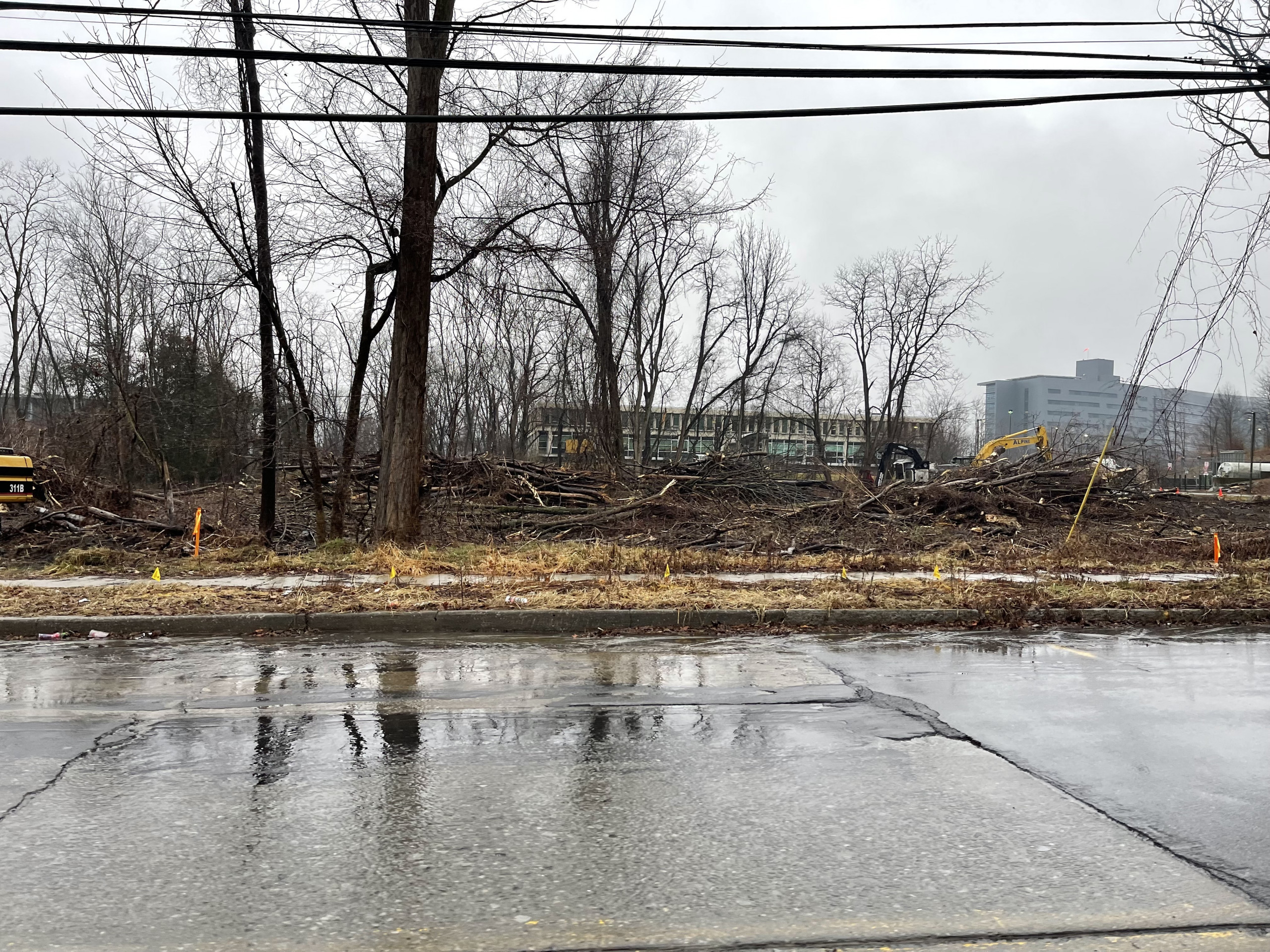 230 South Ave development tree clearing
